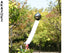 Nosaku Wind bell
